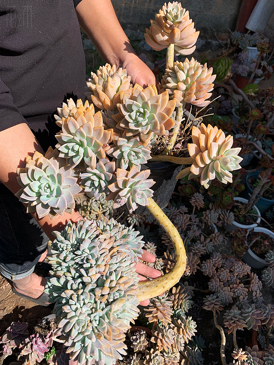 一物一拍多肉植物淡雪幽灵公主木质化老桩群带缀阳台楼顶露养盆栽