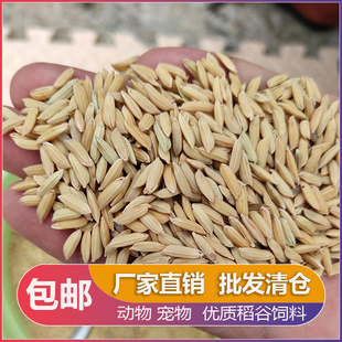 2024年稻谷带壳稻谷喂鸡鸭鸽粮饲料水稻子喂鸡鸭鹅鸟杂粮批发谷子