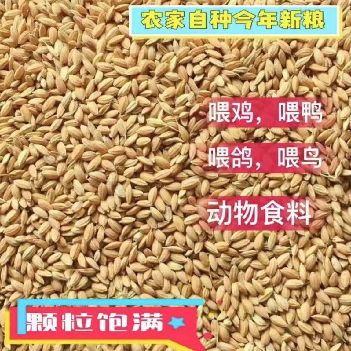 稻谷喂鸡饲料养殖圆粒稻谷稻子