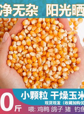 黄玉米粒50斤未破碎家禽饲包邮