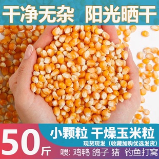 干玉米粒农家散装钓鱼饵打窝鸡鸭鹅鸽子粮食饲料50斤装包邮苞米粒