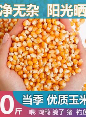 新鲜玉米粒50斤鸡猪牛羊饲料干净