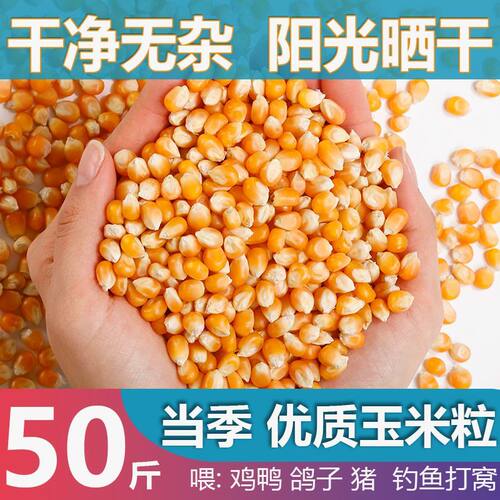 新鲜玉米粒50斤鸡猪牛羊饲料干净