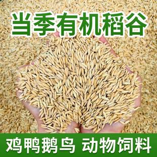 农家水稻谷子带壳大米新稻谷喂鸡鸭鹅仓鼠鸽鸟宠物饲料酿酒杂粮食