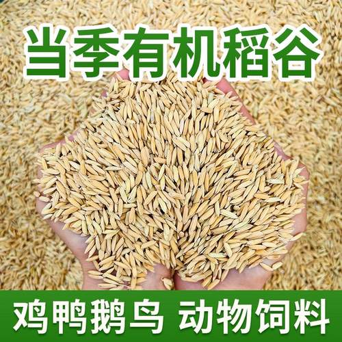 农家水稻谷子新稻谷喂鸡鸭鹅饲料