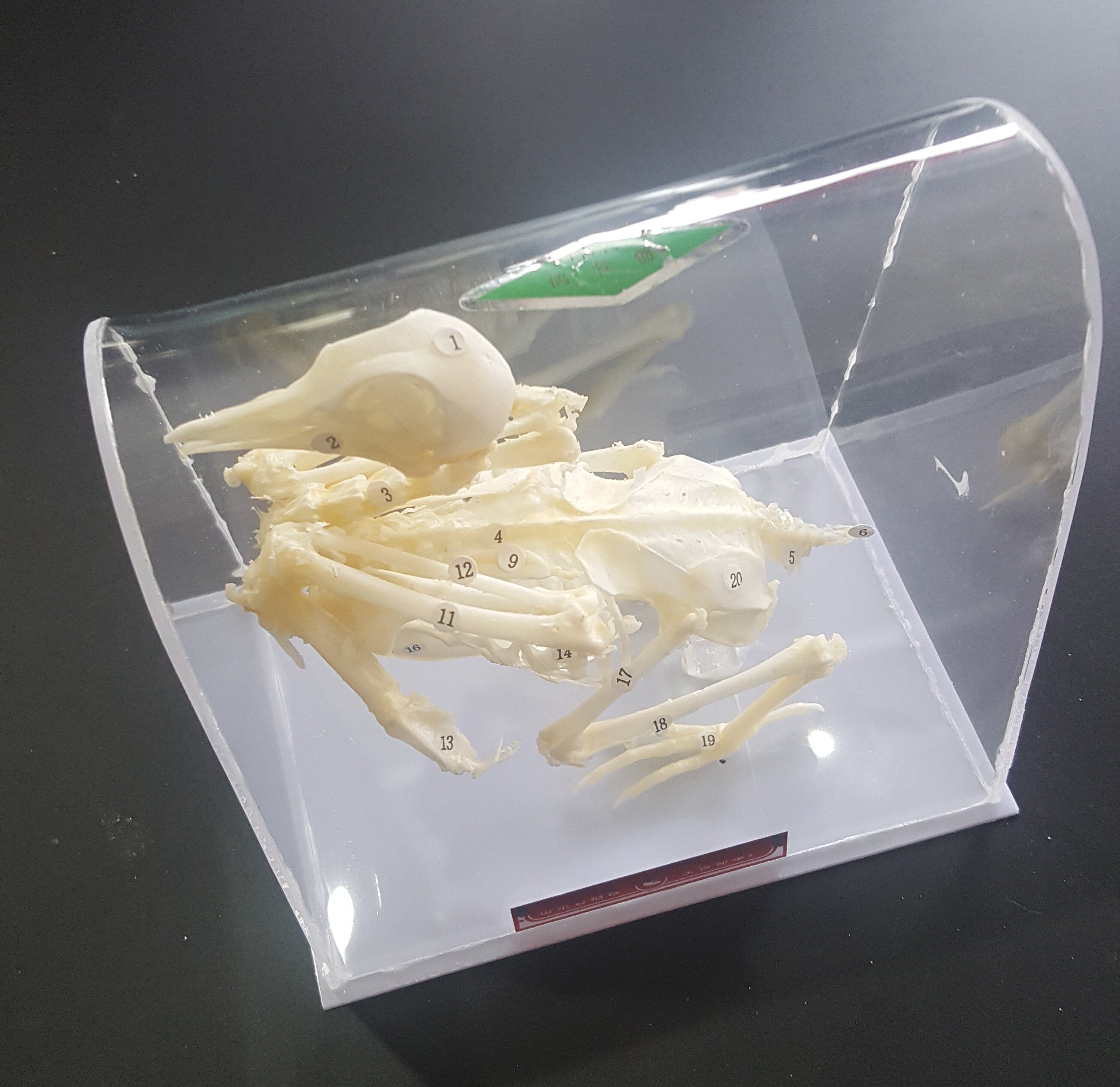 鸽骨骼标本 中学生物实验器材 初中 高中教学仪器 实验器材