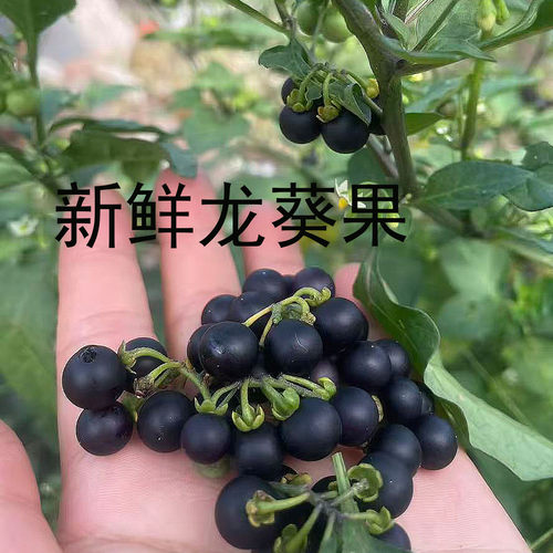 山间地头自然生长自然成熟龙葵果
