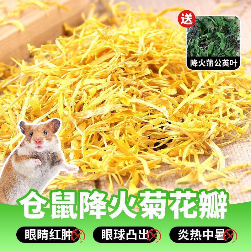 仓鼠零食防上火菊花丝清热解暑蒲公英叶金丝熊花枝鼠龙猫降火神器