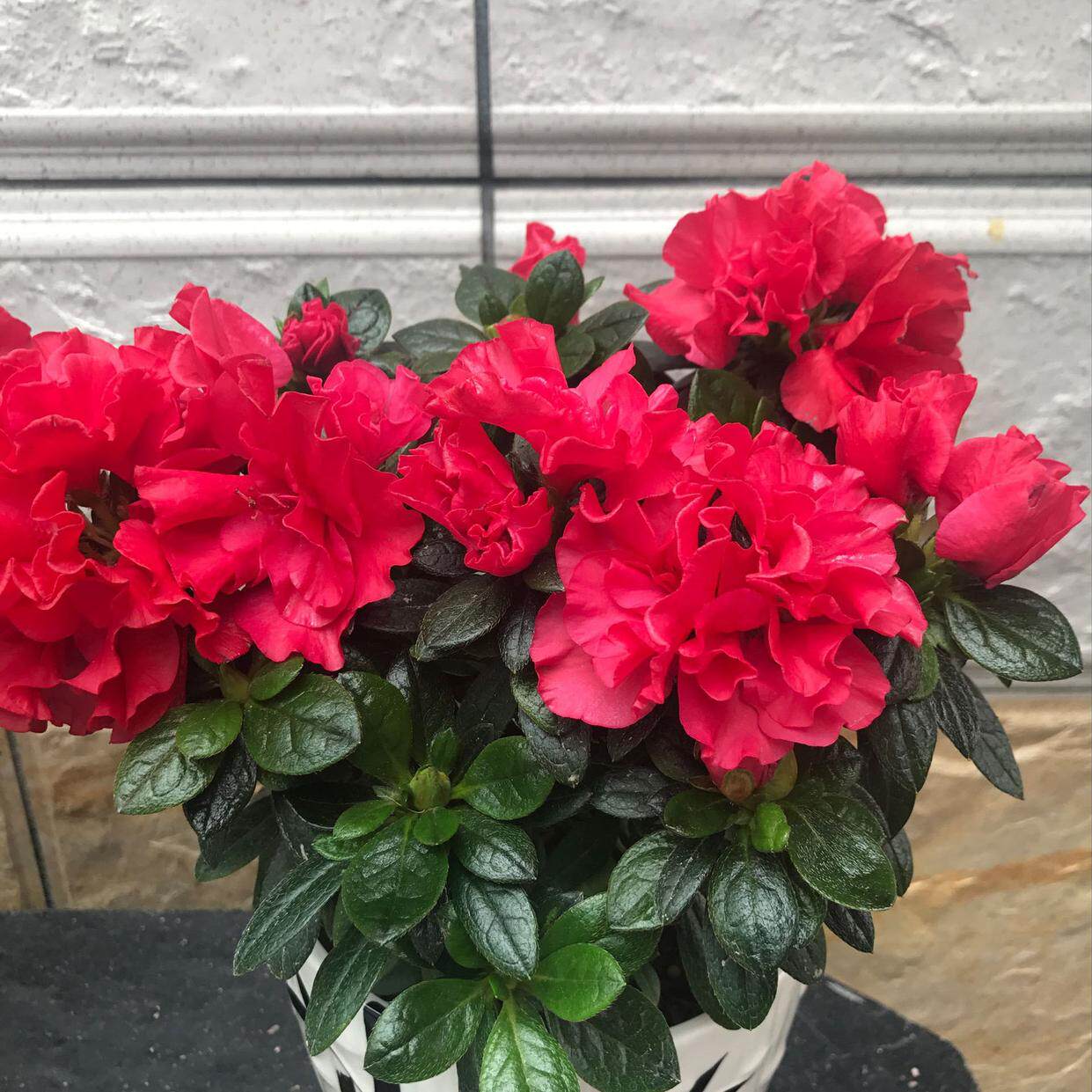 杜鹃花盆栽室内花花卉植物绿植