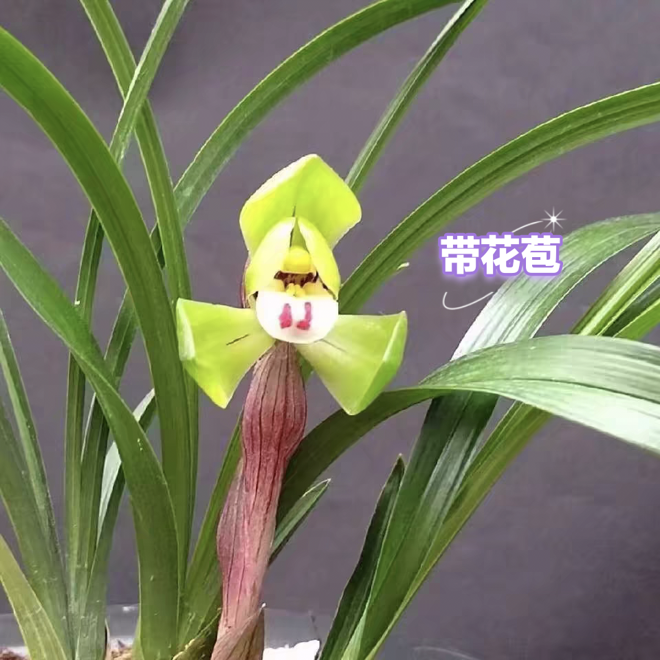 带花苞大富贵，浙江老种春兰，兰农翠花家兰花，勤苗勤花品种，