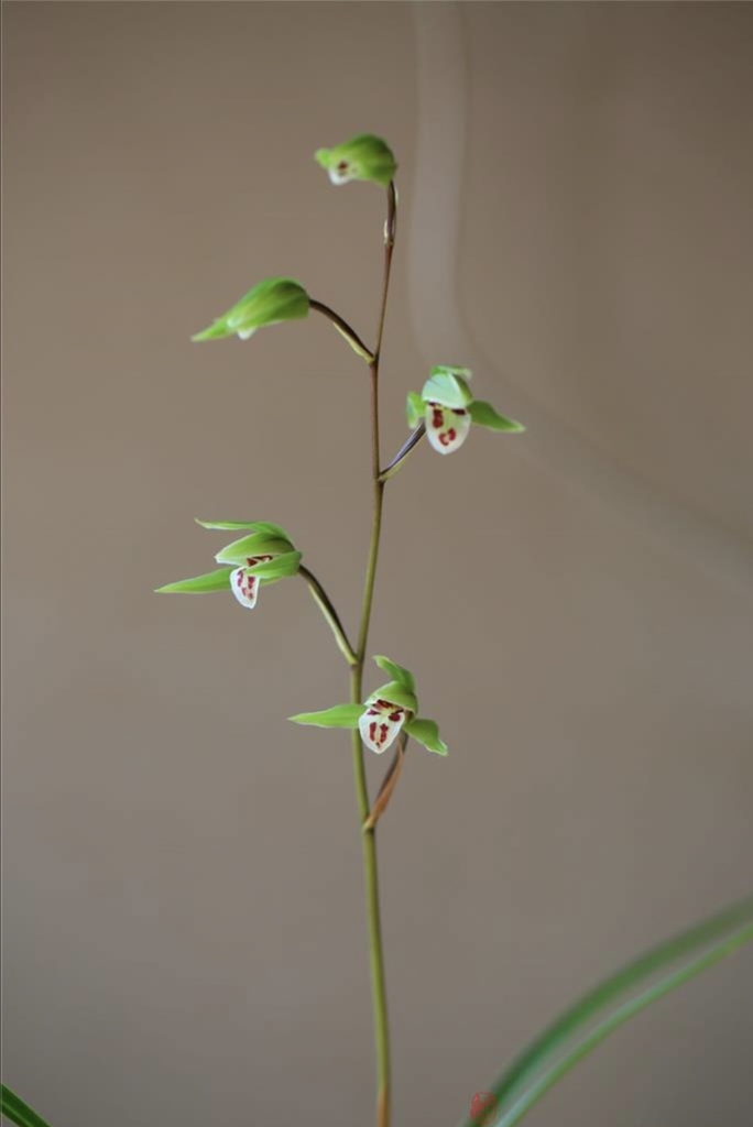 开花时间长，勤花好养的兰花，粗根细叶寒兰，3苗连体