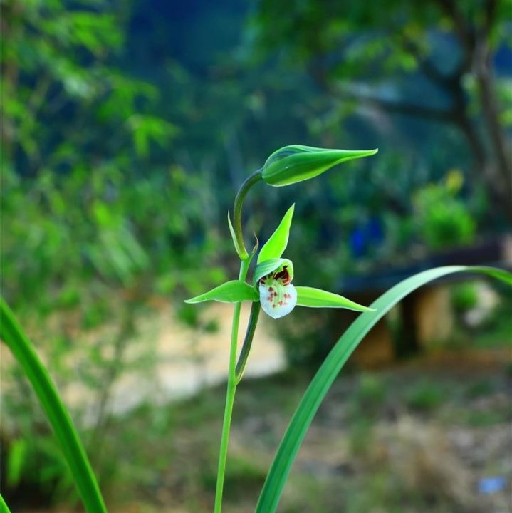 老种瓯江细叶寒兰,资源老种土兰花,香兰花,漏风漏雨自然养福利