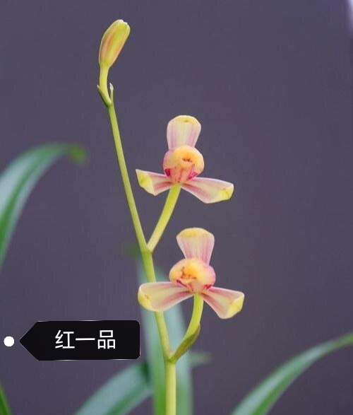 带花苞四季兰（建兰）老八种红一品4苗，勤苗勤花兰农翠花家兰花