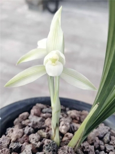 春兰素心雪影，超级浓香品种，勤苗勤花，土地征用便宜处理