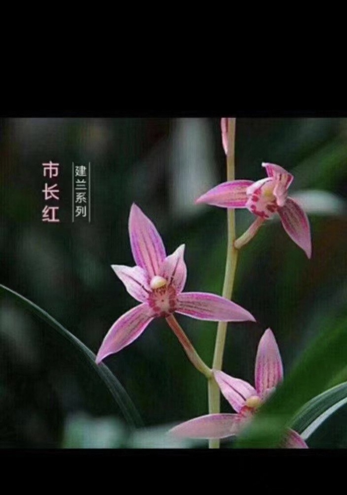 老种市长红，勤苗勤花四季兰，开花香，发苗快建兰，红草红花