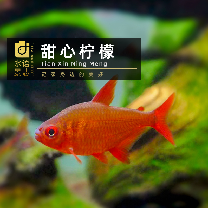 甜心柠檬灯鱼稀有中高端灯鱼草缸群游混养