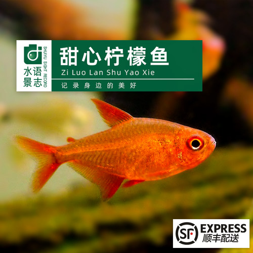 甜心柠檬灯鱼南美进口