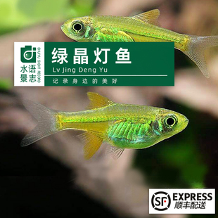 绿晶灯鱼进口南美灯科鱼小型鱼热带鱼草缸混养群游泳高端灯鱼顺丰