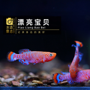 鳉鱼漂亮宝贝梦幻七彩珍珠蓝眼灯桂系弓背青鳉黄金火焰鳉斑节活体