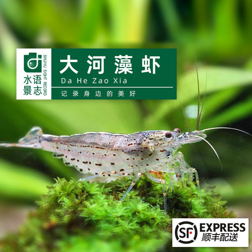 台湾大河藻虾保真天野虾除丝藻