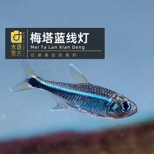 南美梅塔蓝线灯鱼红袖梅塔黑霓虹