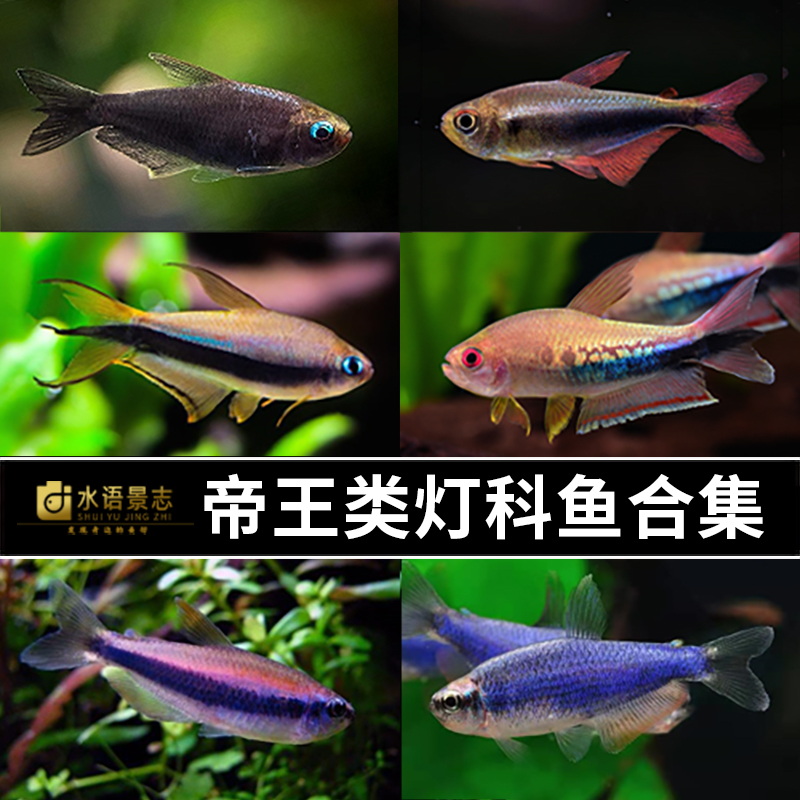 彩虹帝王灯血翅蓝帝灯稀有灯鱼黑帝王蓝国王花豹皇后凯利淡水热带