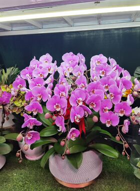 绿植沈阳同城速递生日新年蝴蝶兰