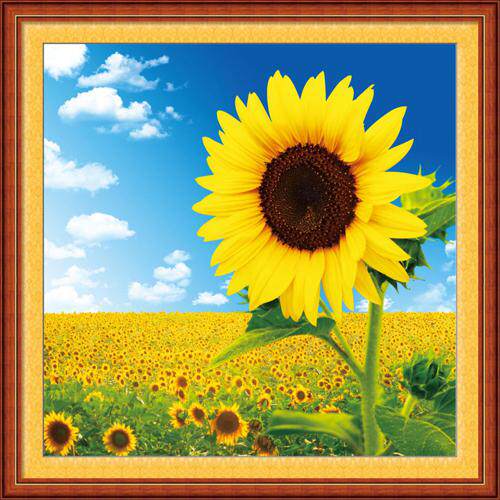 蝶恋花精准印花十字绣正能量向日葵3D向阳而生56&times;56客厅卧室新款