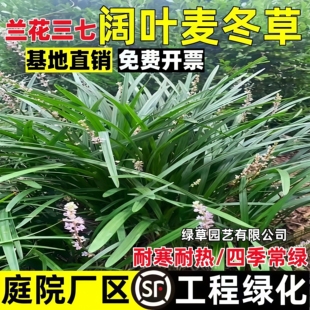 兰花三七苗阔叶麦冬矮生麦冬苗玉龙草绿化苗细叶四季常青耐寒耐旱