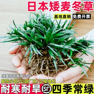 日本矮麦冬草苗玉龙草庭院别墅绿化地被植物细叶耐寒耐旱四季常青