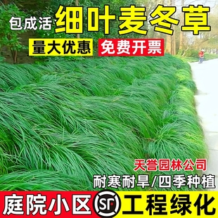 细叶麦冬草庭院道路园林工程小区绿化植物四季常青沿阶草耐寒耐旱