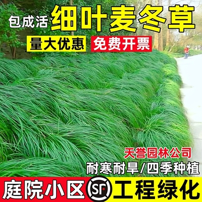 细叶麦冬草庭院小区中叶绿化植物