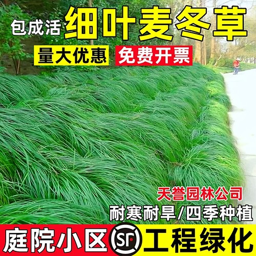细叶麦冬草庭院小区中叶绿化植物