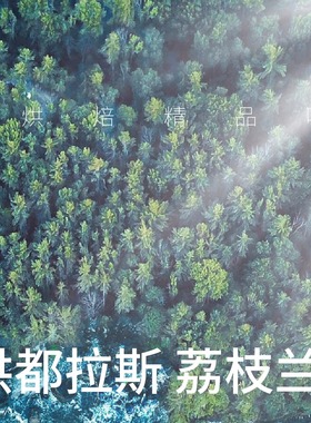 Kris咖啡 - 洪都拉斯荔枝兰 精品手冲咖啡滴滤新鲜烘焙黑咖啡包邮