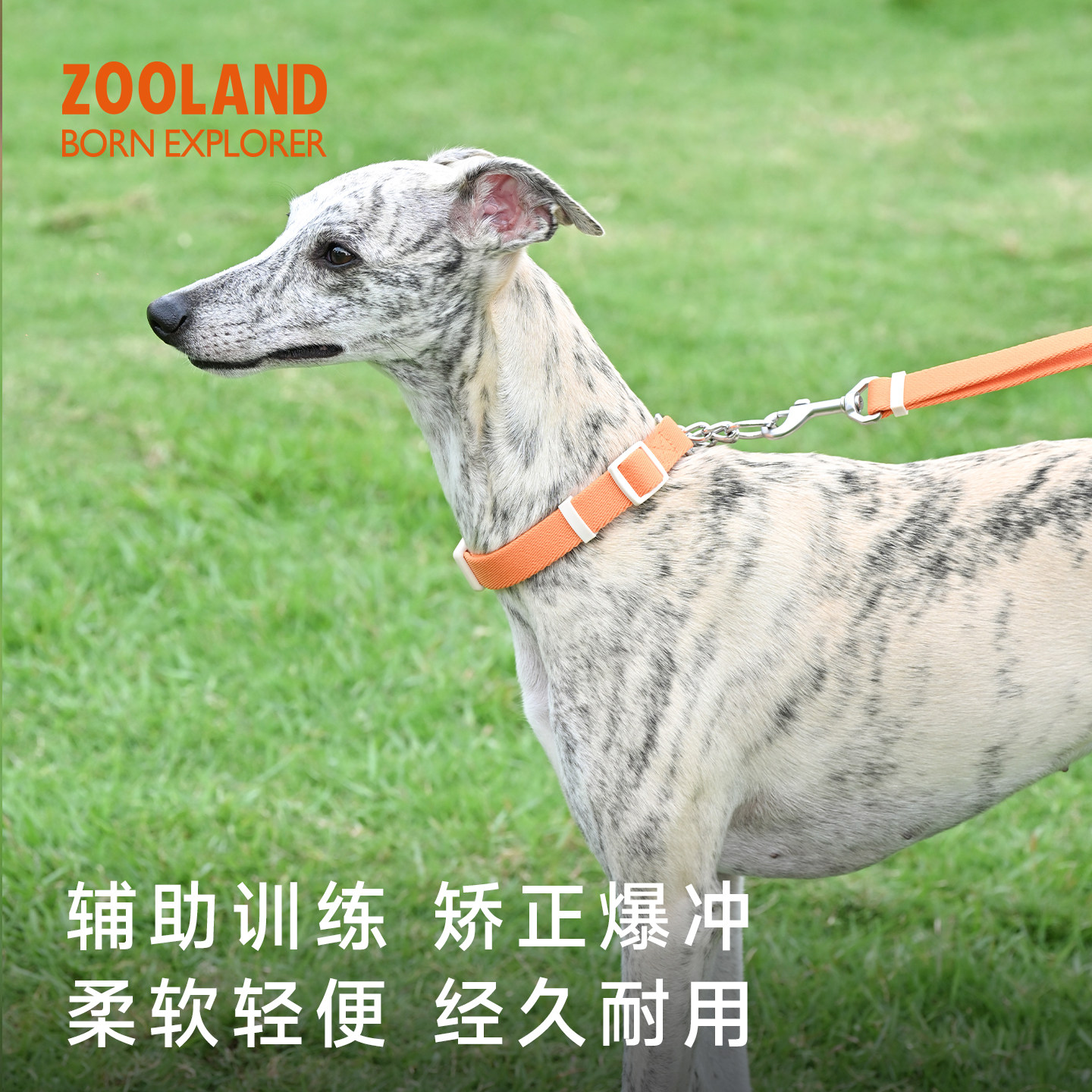 zoolandP绳项圈防爆冲颈圈狗链子图片
