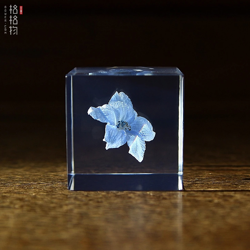 solacube西伯利亚飞燕草永生花