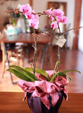 礼品包布 送礼包装 韩国进口双层道一娟7+54号H-P10897