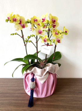 礼品包布 送礼包装 韩国进口双层石垃泊150cm37+34号H-P10865