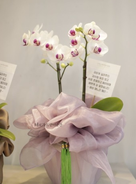 礼品包布 送礼包装 韩国进口单层砖石纱44号H-P11074