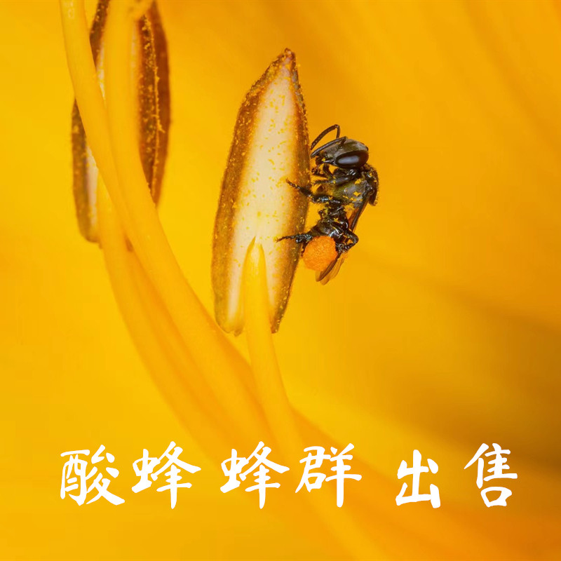酸蜂蜂群邮寄快递无刺蜂整箱蜂王黑黄纹光足黑胸黑腹棕足过箱原木