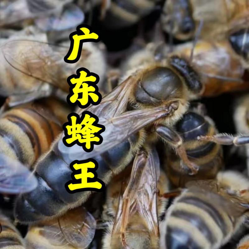 蜂具养蜂工具广东广州品种中华蜜蜂蜂王新开产蜂王一只价格