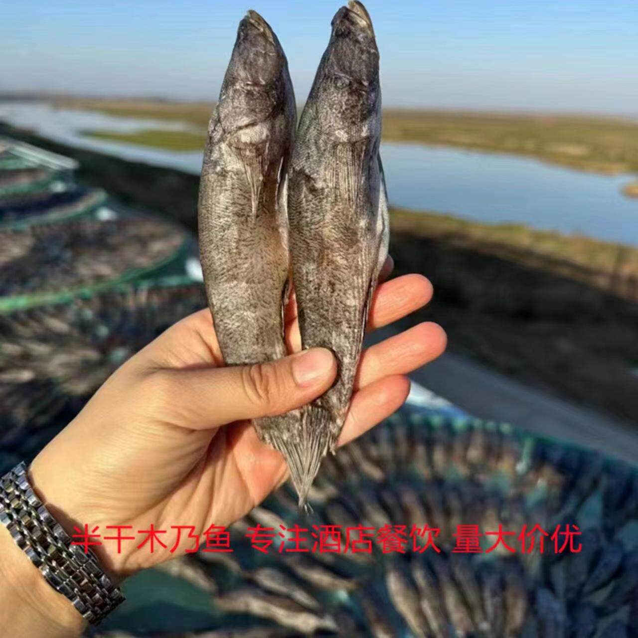 木乃鱼500g湖南湖北阳干土呆子鱼酒店特色半干土憨巴干锅红烧鱼