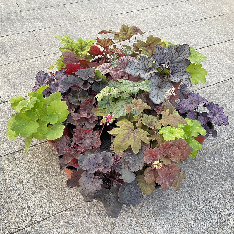 矾根盆栽花叶彩叶植物会变色黄金斑马花园庭院阳台花卉植寒耐热大