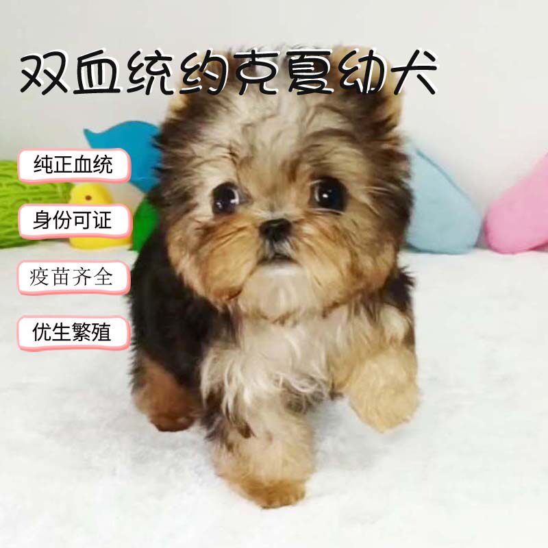 纯种家养约克夏幼犬活体宠物狗茶杯体妹妹驱虫疫苗已做健康棒棒哒