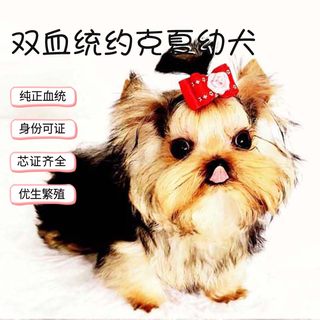 北京东方约克夏纯种活体幼犬37号弟弟驱虫疫苗都已做完 宝贝售出