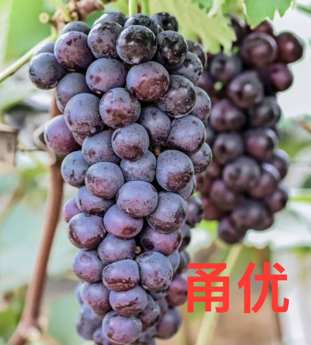 甬优葡萄树苗盆栽地栽南北方种植当年结果四季可种植可占地