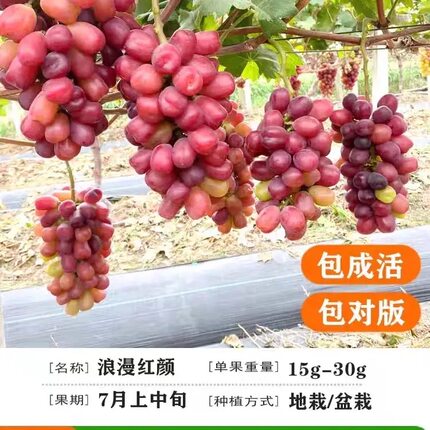 浪漫红颜葡萄树苗盆栽地栽南北方种植当年结果四季可种植可占地