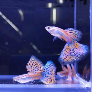 孔雀鱼红草尾纯系活物凤尾水宠热带观赏淡水鱼小型孕母鱼路损包赔