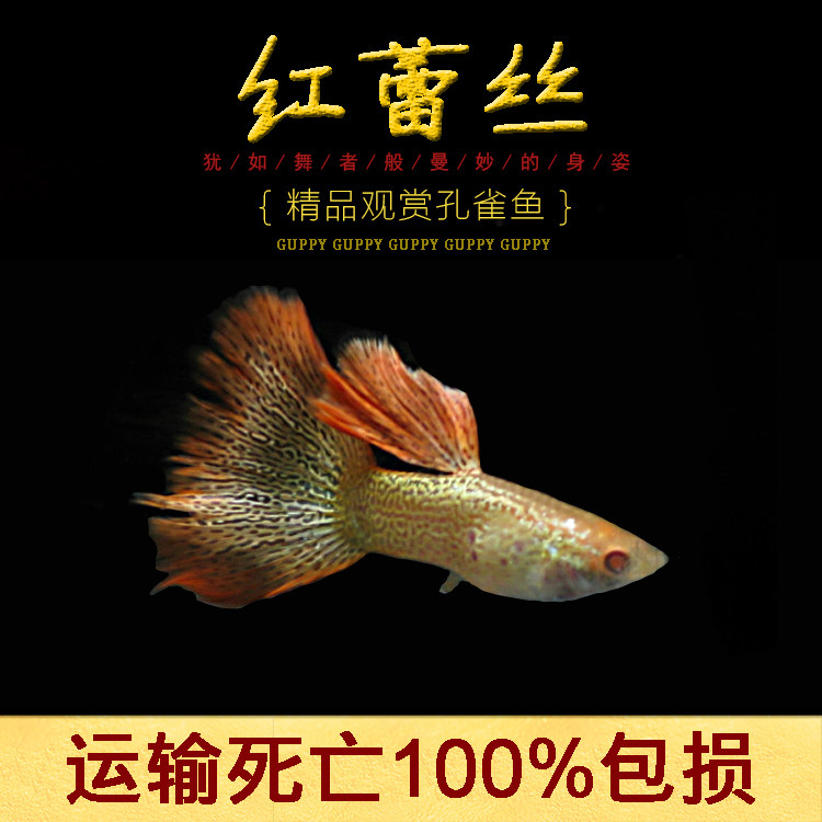 水族孔雀鱼活体红蕾丝纯种凤尾鱼热带观赏淡水草缸群游鱼自家大背