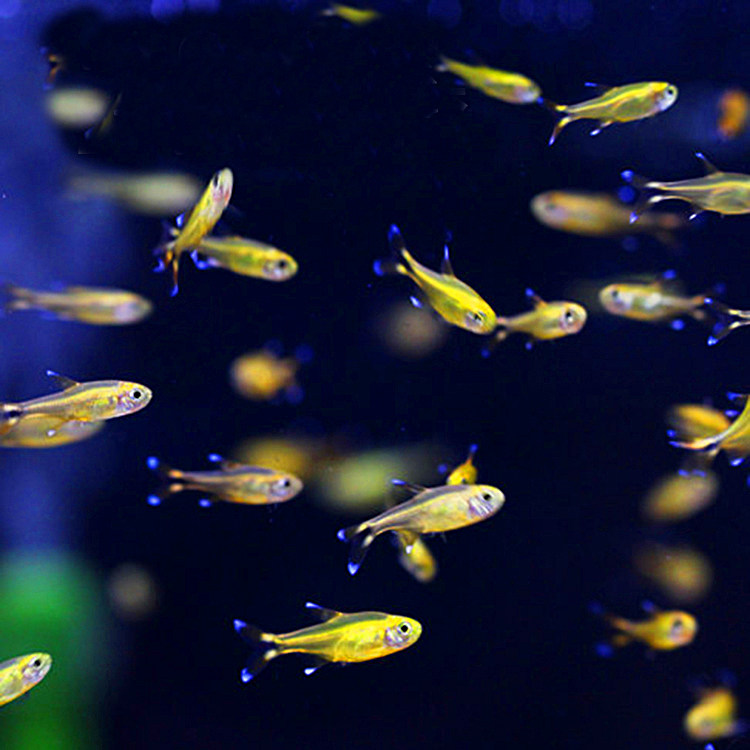 水族活体观赏鱼红绿灯斑马小型群游草缸淡水鱼热带上层耐寒彩色鱼